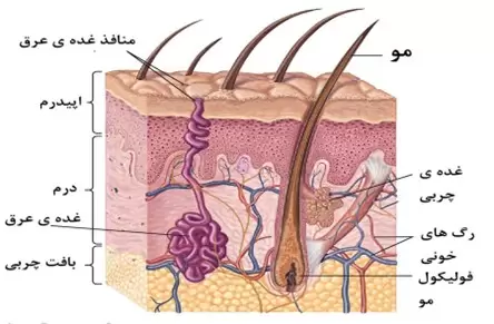 با ساختار پوست بیشتر آشنا شوید